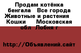 Продам котёнка бенгала - Все города Животные и растения » Кошки   . Московская обл.,Лобня г.